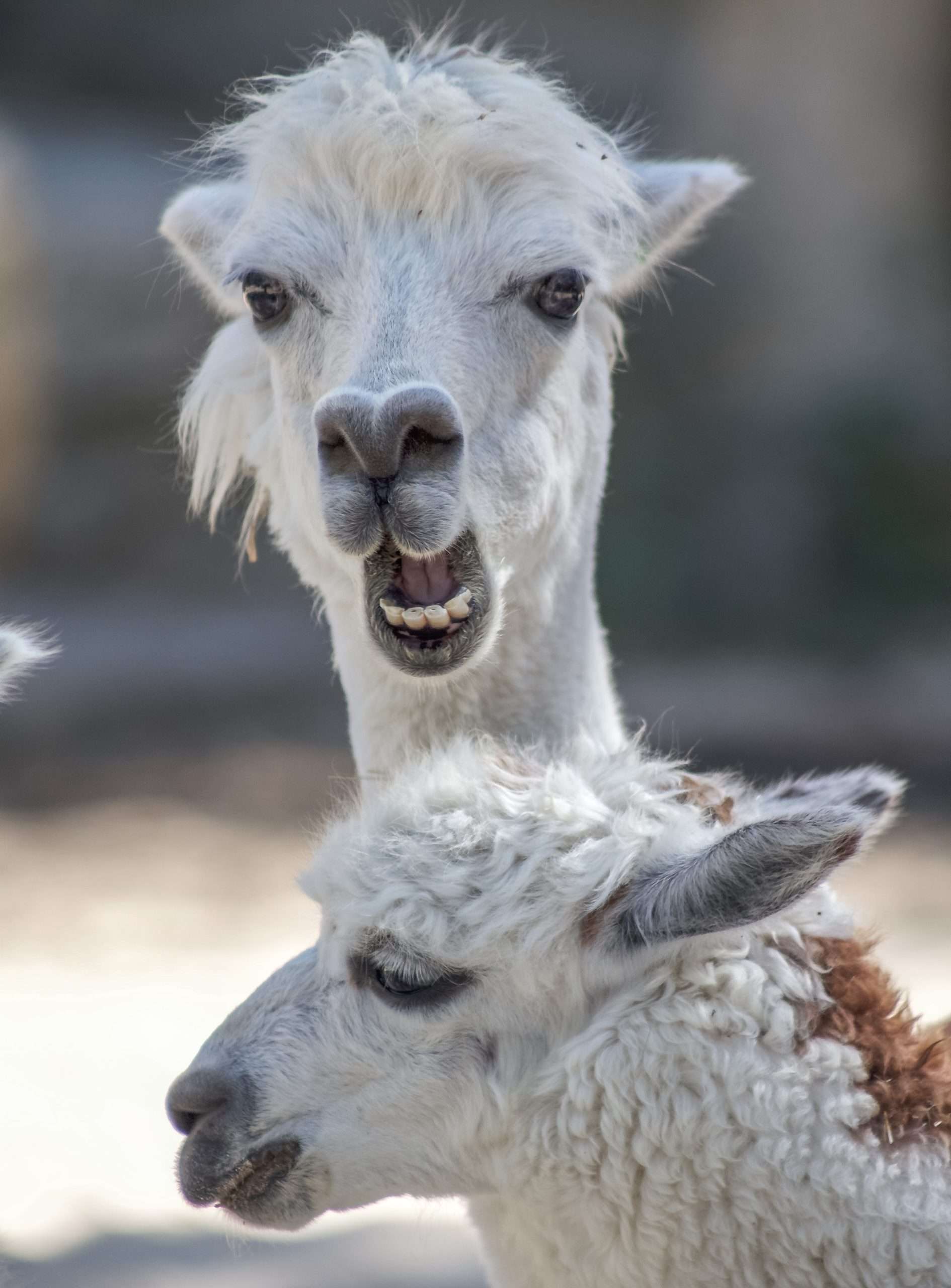 No, There Will Be No DefiLlama LLAMA Token; the firm Clarifies