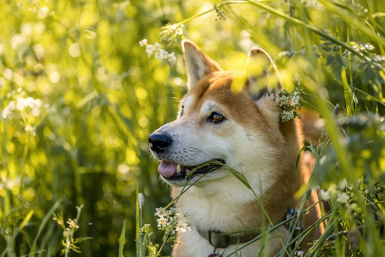 Shiba Inu Devs Caution Community Member While Using Newly Launched Shibarium L2 Solutions